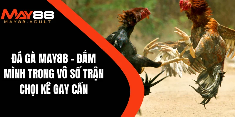 Đá gà MAY88