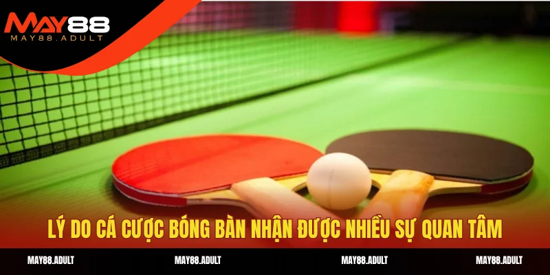 Lý do cá cược bóng bàn nhận được nhiều sự quan tâm