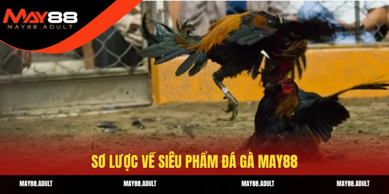 Sơ lược về siêu phẩm đá gà May88