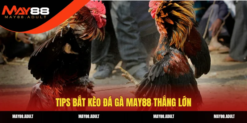 Tips bắt kèo đá gà May88 thắng lớn