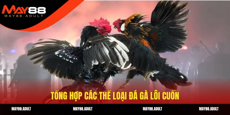 Tổng hợp các thể loại đá gà lôi cuốn